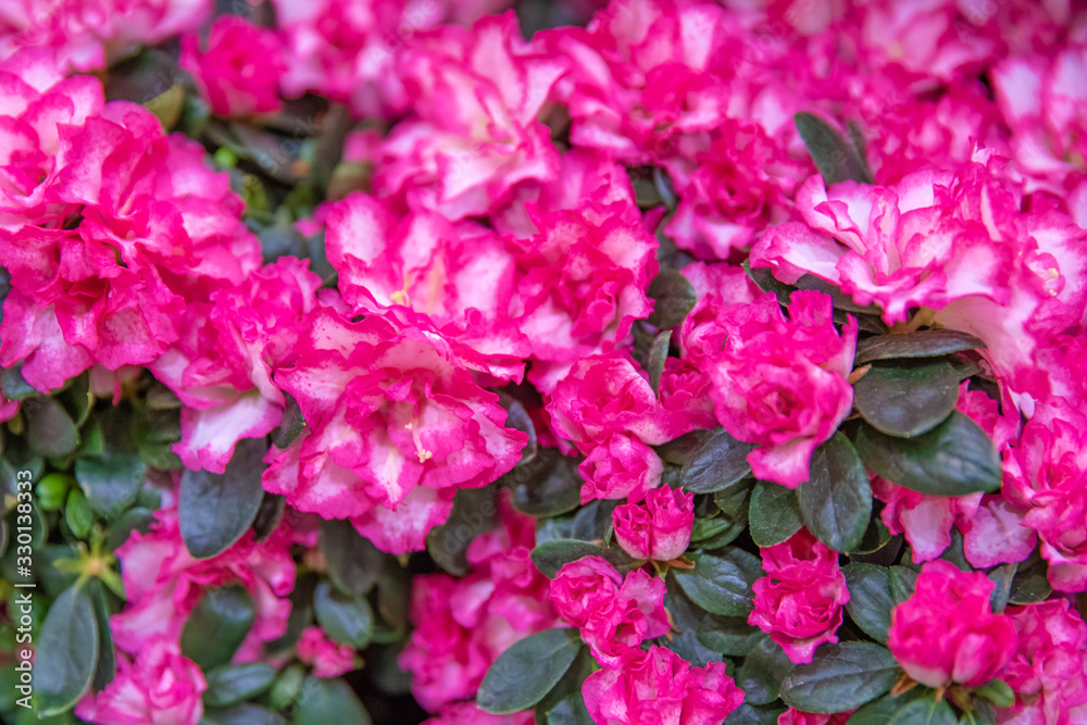 Red flowers at a garden in a flower shop