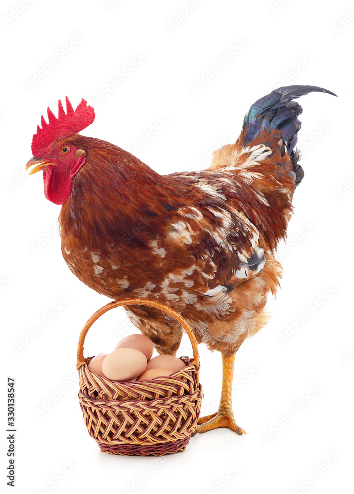 Fototapeta premium Brown chicken with an egg.