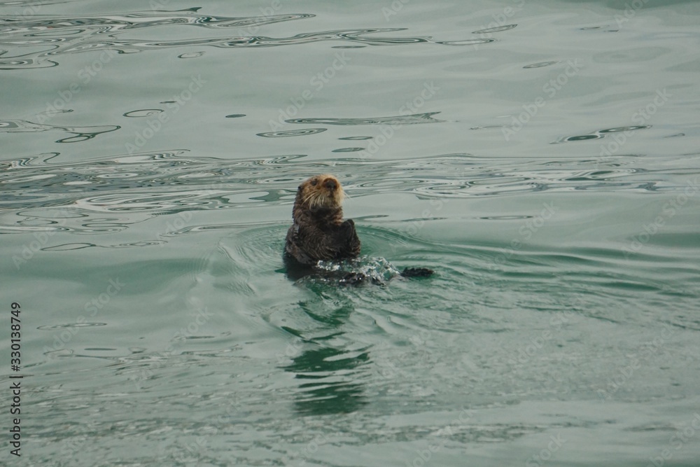 Fototapeta premium Homer, Alaska: A sea otter (Enhydra lutris) enjoying a swim in the green waters of Kachemak Bay, Alaska.
