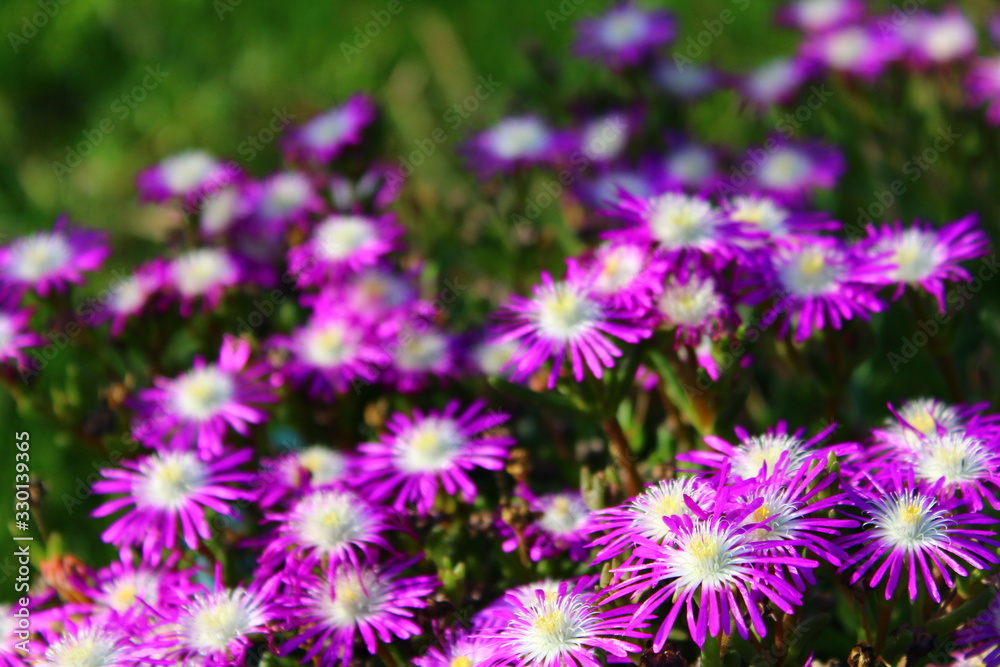 purple flowers in the garden