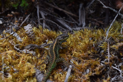 beautiful lizard