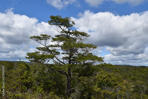 the beautiful tree