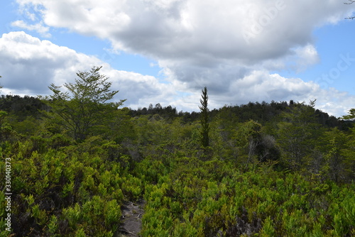 the native forest