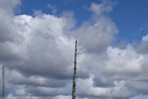 the log and the sky