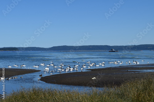 cisnes de cuello negro