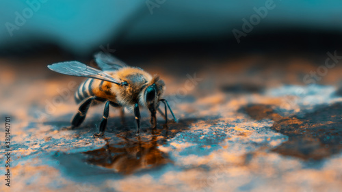 abeja consumiendo azucares derretidos