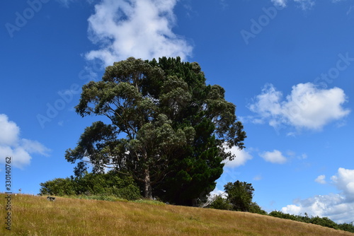 hermoso arbol y el cielo