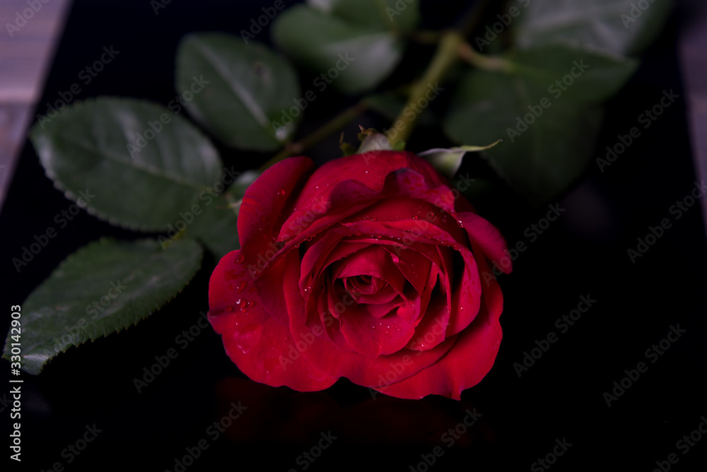 Red rose with drops of water on a black background close-up. Red rose with drops of water on a black background close-up.