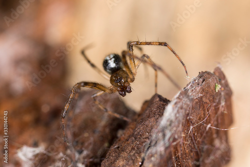 Spider belonging to the family Linyphiidae. Linyphiidae is a family of very small spiders
