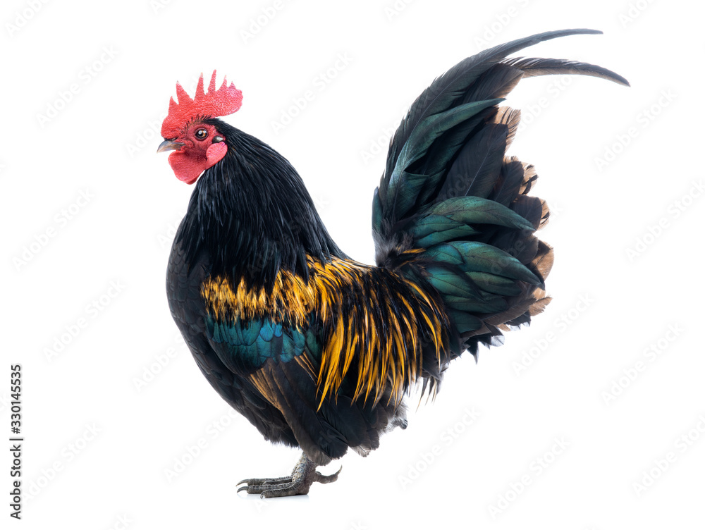 Fototapeta premium Dwarf Cockerel is isolated on a white background.