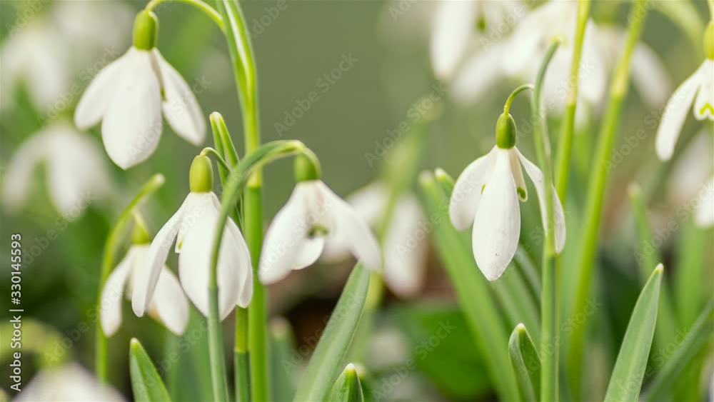 Closeup of snowdrop flowers with dew drops blooming fast in spring morning time lapse