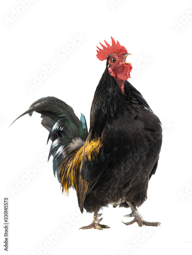 Singing Dwarf Cockerel is isolated on a white background. photo