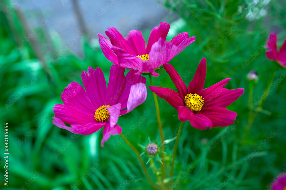 Beautiful pink flowers in spring and natural background Beautiful pink flowers in spring and natural background
