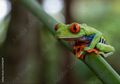 Fotografija green tree frog