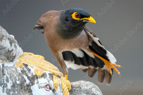 Common myna. photo