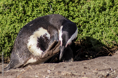 African penguin, Western Cape, South Africa