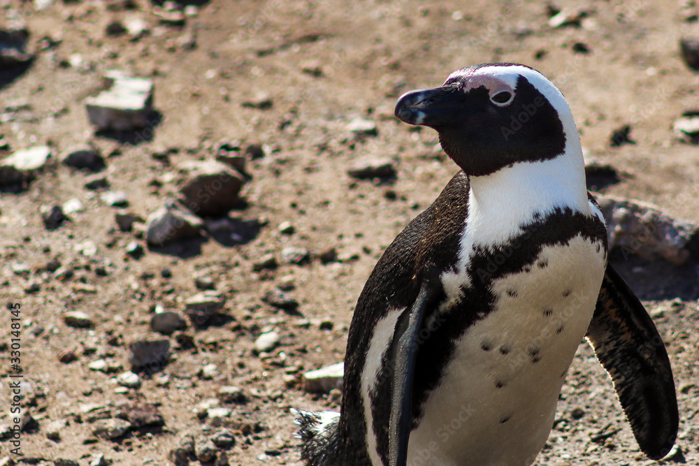 Obraz premium African penguin, Western Cape, South Africa