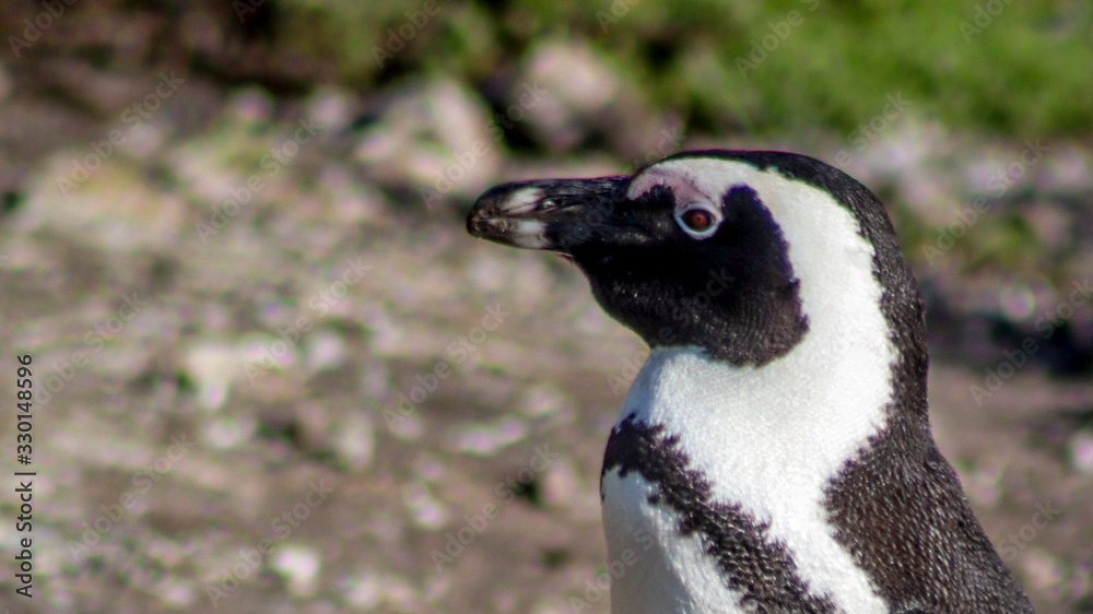 Obraz premium African penguin, Western Cape, South Africa