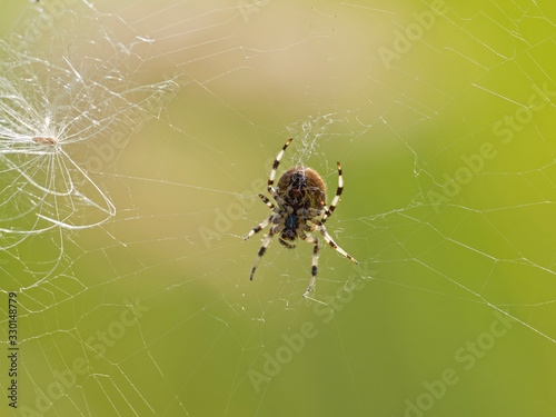 Aculepeira ceropegia, the oak spider. Oak spider (Aculepeira ceropegia) on blurred background.
