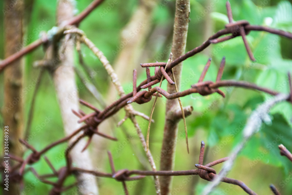 Rusty barbed wire in the forest among green trees. The concept of ecology and environmental protection Rusty barbed wire in the forest among green trees. The concept of ecology and environmental protection
