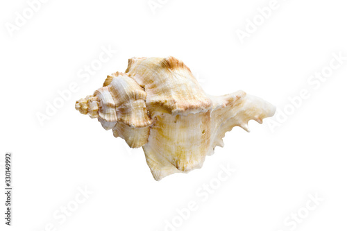 beautiful one Hexaplex trunculus seashell isolated on white background