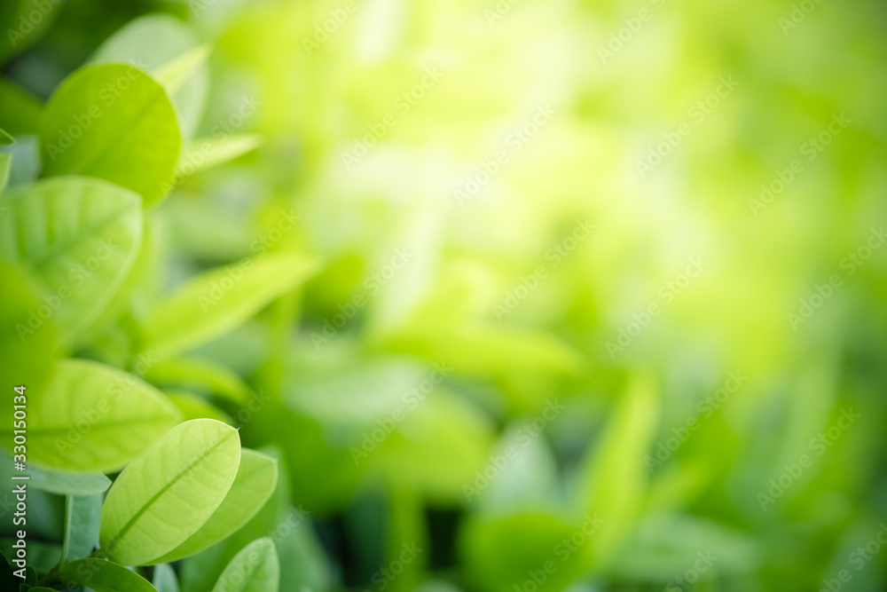 Beautiful nature view of green leaf on blurred greenery background in garden and sunlight with copy space using as background natural green plants landscape, ecology, fresh wallpaper concept. Beautiful nature view of green leaf on blurred greenery background in garden and sunlight with copy space using as background natural green plants landscape, ecology, fresh wallpaper concept.