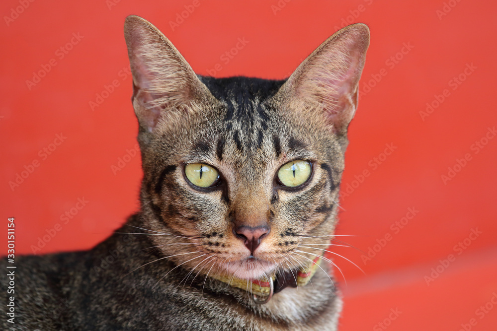 Fototapeta premium Close up of beautiful cat portrait