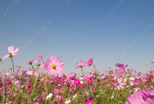 pink cosmos flower © chyball