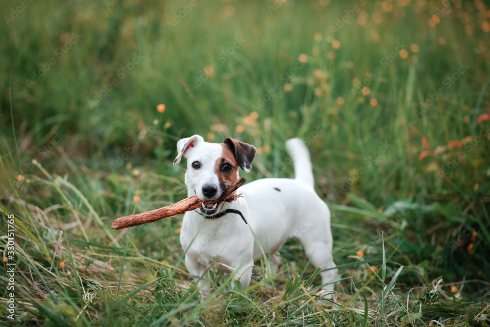 dog in grass