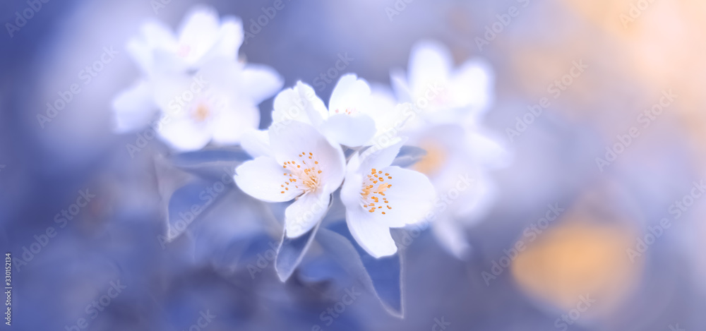 Blooming jasmine branch on a beautiful pastel lilac-blue blurred background, border. The concept of spring nature. Selective soft focus. Blooming jasmine branch on a beautiful pastel lilac-blue blurred background, border. The concept of spring nature. Selective soft focus.