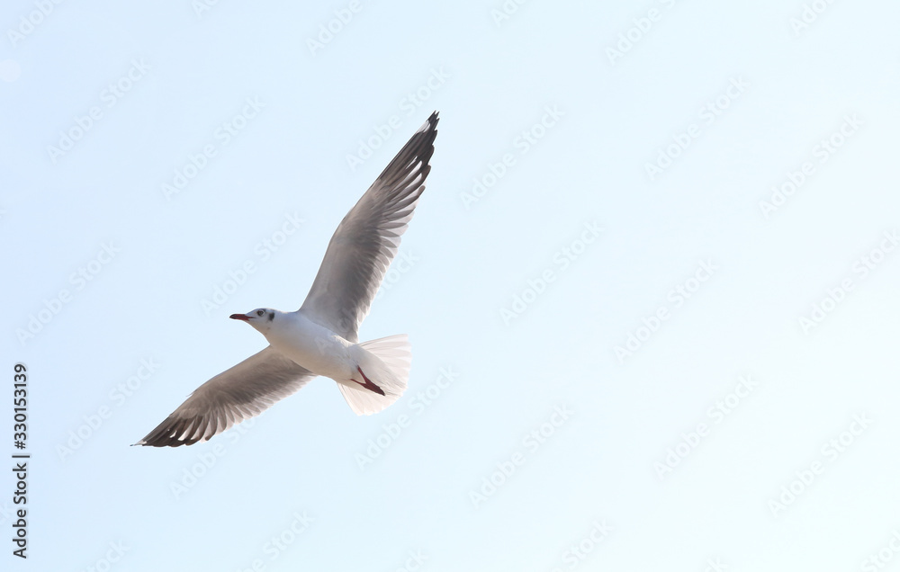 Fototapeta premium Beautiful seagull flying in the sky, Freedom concept