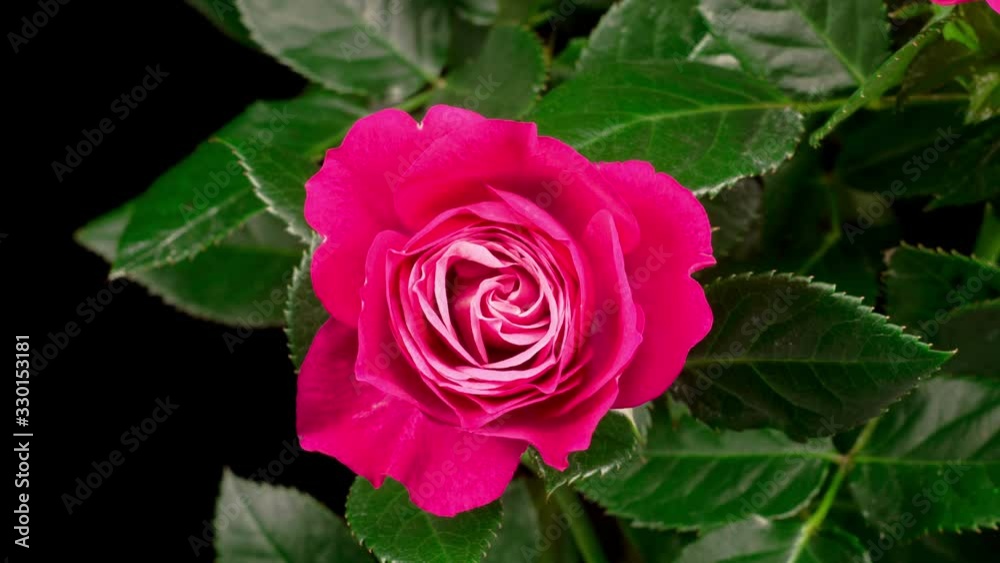 Beautiful Time Lapse of Opening Pink Rose Flower on Black Background. 4K. Beautiful Time Lapse of Opening Pink Rose Flower on Black Background. 4K.