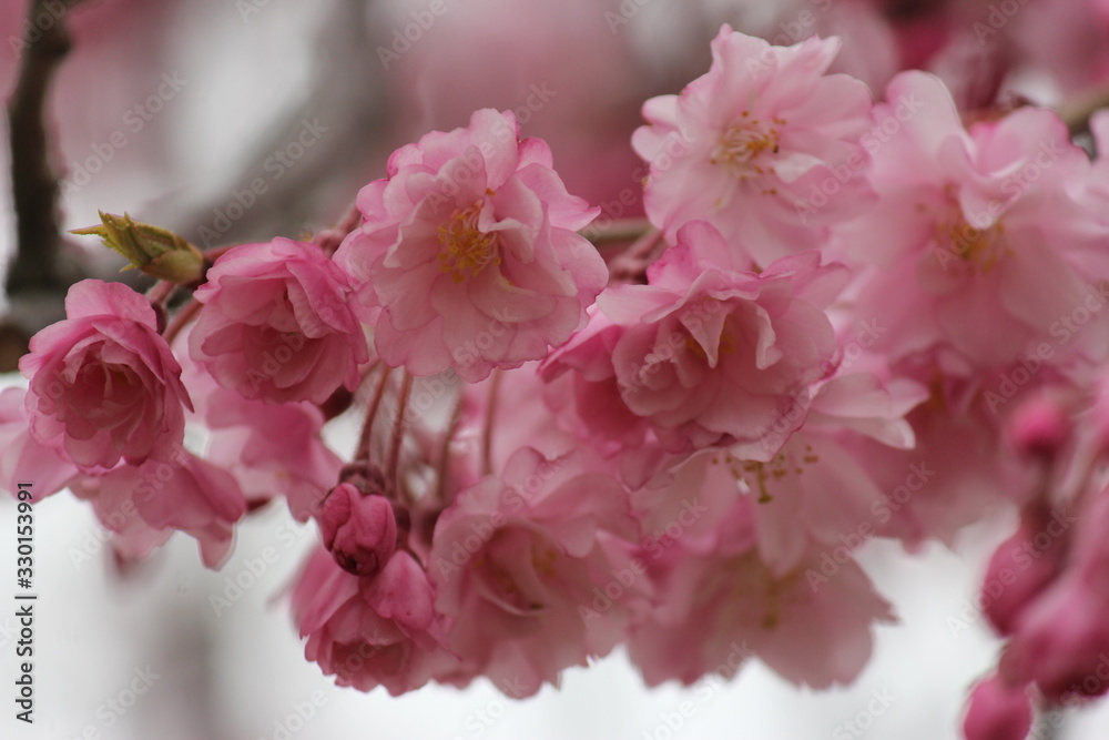 日本の桜