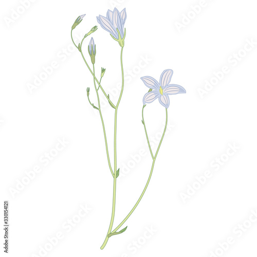 Isolated vector illustration. Branch of bluebell flower. Meadow herb. Wildflower.