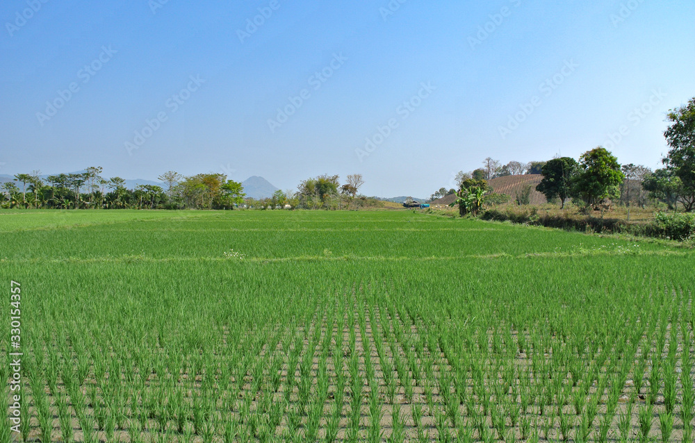 Young growing rice in the rice field