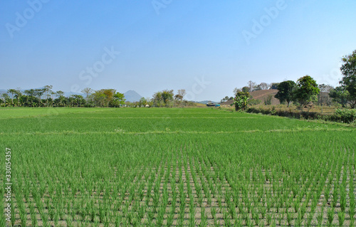 Young growing rice in the rice field