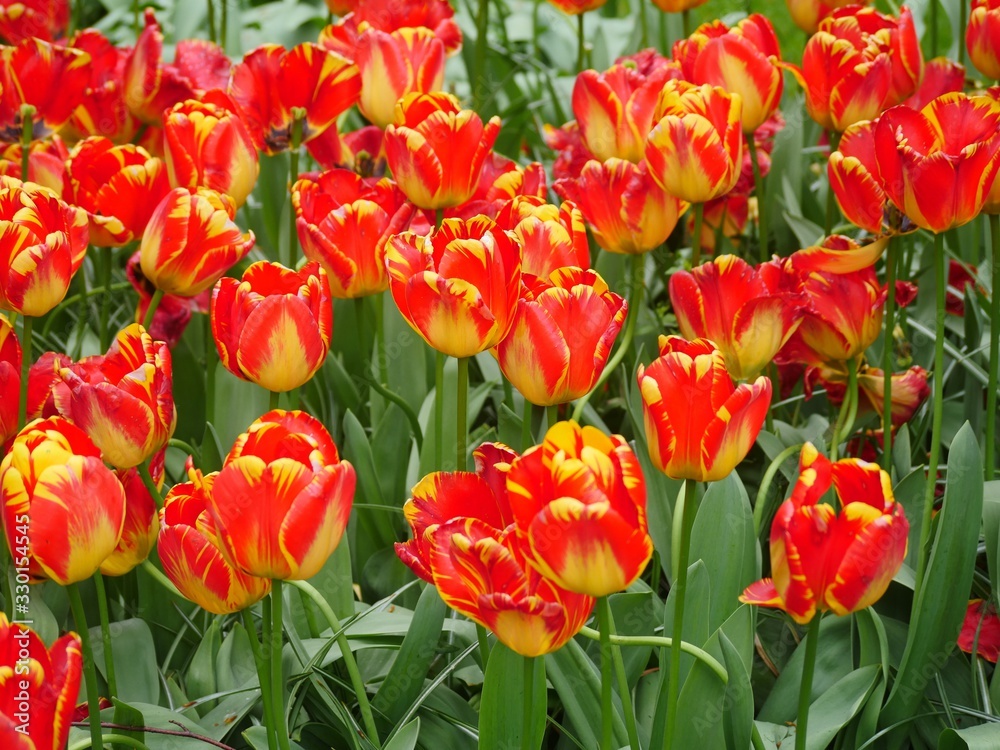 Section of the bed with red-yellow tulips. The plants have fully blossomed. The flowers have slightly wavy edges. The colors shine beautifully in daylight