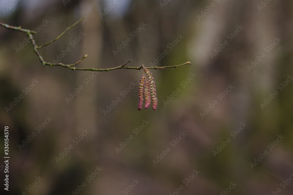 Fototapeta premium red catkins on bokeh background