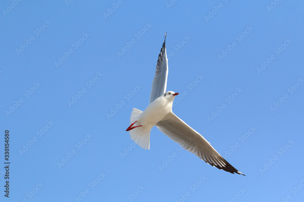 Obraz premium Beautiful seagull flying in the sky, Freedom concept