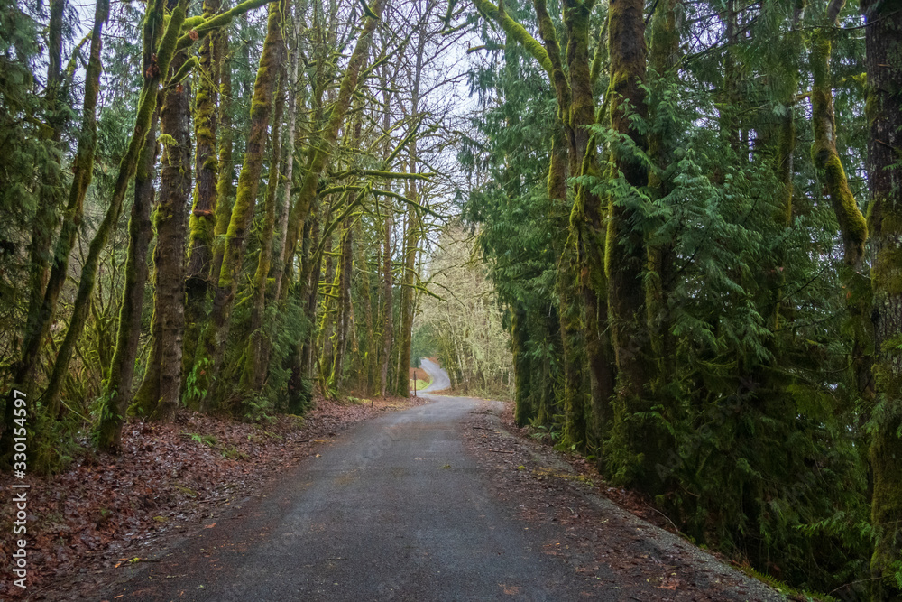 Naklejka premium Landscape of dirt road in a moss covered forest in Washington State