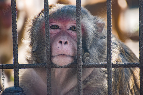 Fototapeta Naklejka Na Ścianę i Meble -  The monkey is in a cage.