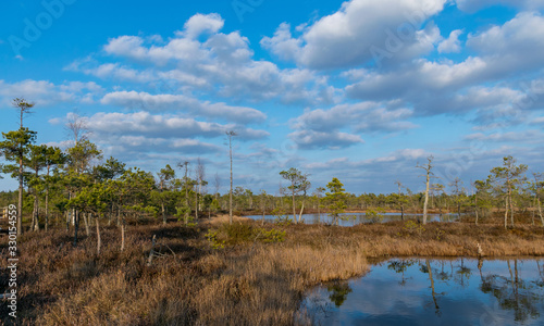 Still water with trees in the swamp land of Kemeri National Park in Latvia