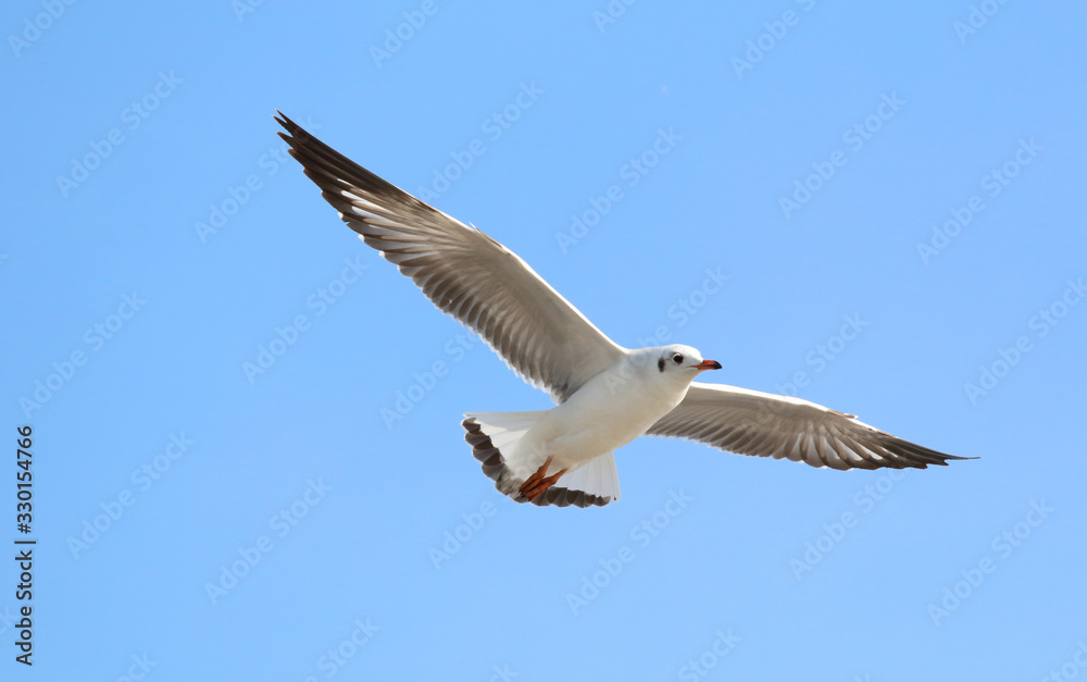 Beautiful seagull flying in the sky, Freedom concept
