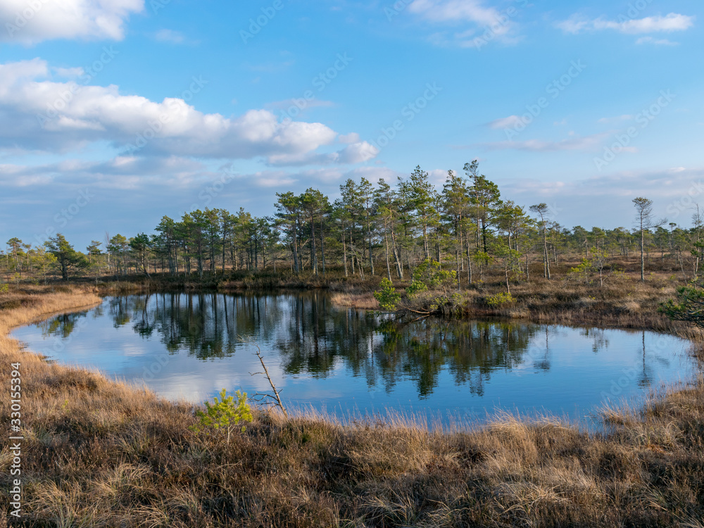 Still water with trees in the swamp land of Kemeri National Park in Latvia Still water with trees in the swamp land of Kemeri National Park in Latvia
