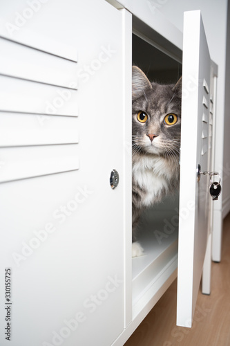 cute gray white maine coon longhair cat hiding behind door inisde a cupboard tv furniture looking out photo