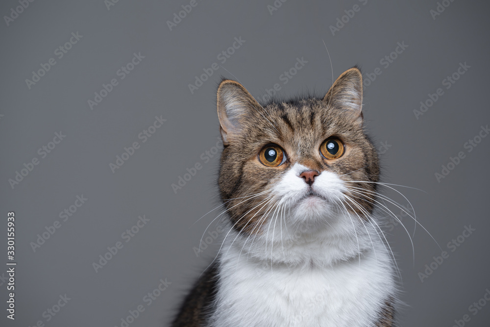 studio portrait of a cute tabby white british shorthair cat looking up with copy space