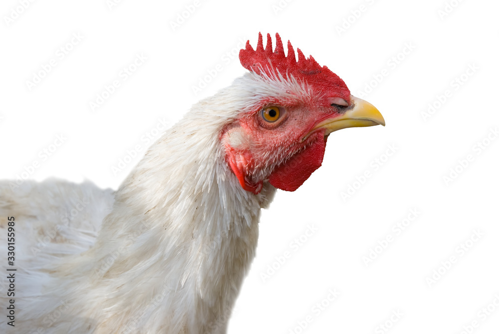 closeup chicken isolated on a white background