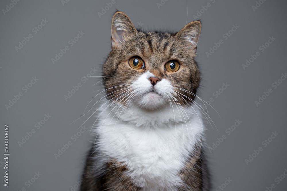 studio portrait of a cute tabby white british shorthair cat looking at camera with copy space