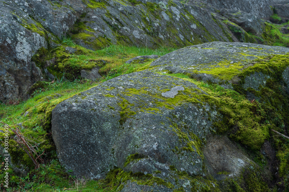 Full frame close up of moss on large boulders at Cap Sante Park in Anacortes, Washington Full frame close up of moss on large boulders at Cap Sante Park in Anacortes, Washington