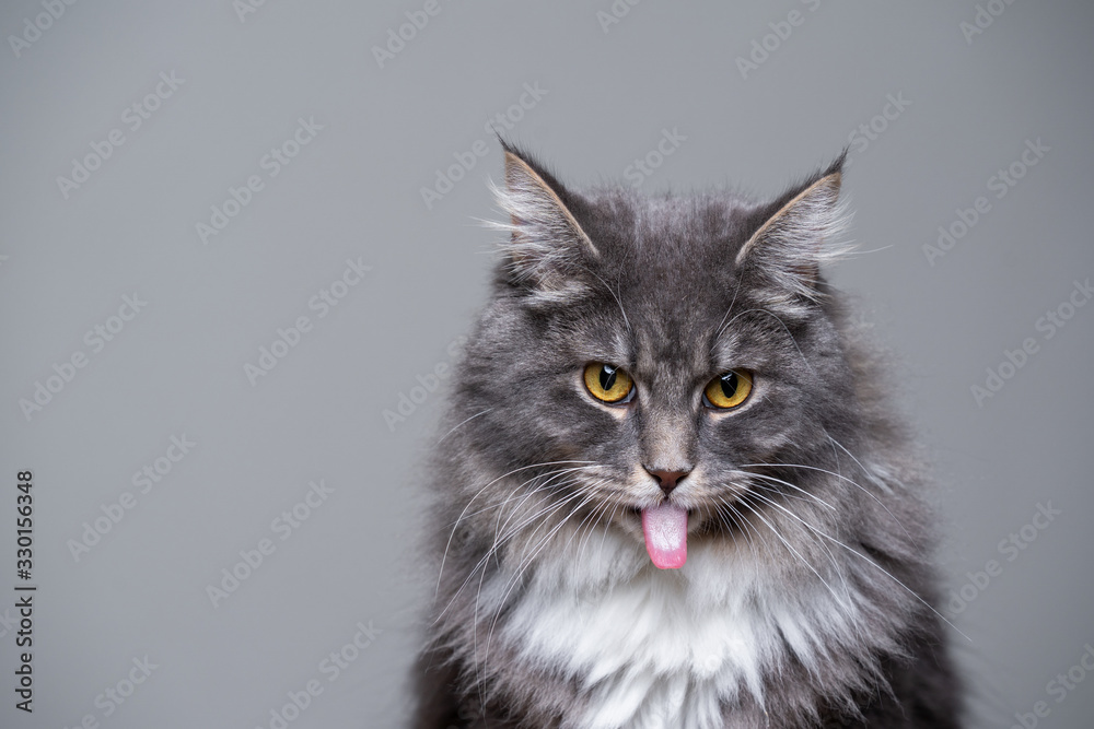 studio portrait of a cute gray white fluffy maine coon longhair cat sticking out tongue with copy space